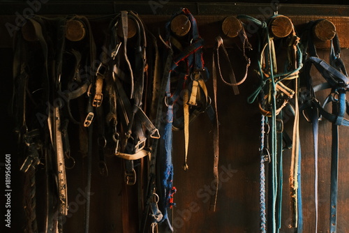 A collection of horse tack, straps, halters, and ropes hanging neatly on wooden pegs inside a dimly lit stable.