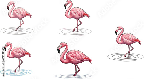 Elegant pink flamingos standing in water, beautiful bird illustrations with graceful poses, detailed wildlife artwork for nature, tropical, and animal themes
