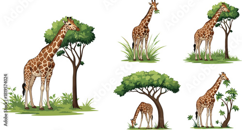 Giraffes feeding on trees in natural habitat, wildlife illustration of grazing giraffes, savannah animals eating leaves, nature scene artwork