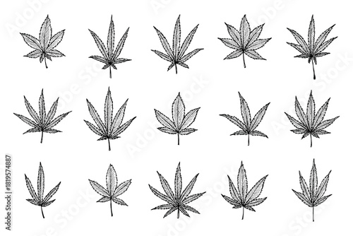 Set of hand drawn cannabis leaf Medicine marijuana Hemp leaves clipart in doodle style Single element for print, web, design, decor