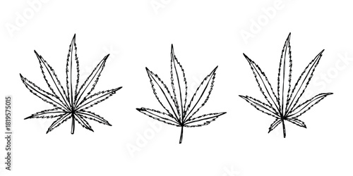 Set of hand drawn cannabis leaf Medicine marijuana Hemp leaves clipart in doodle style Single element for print, web, design, decor