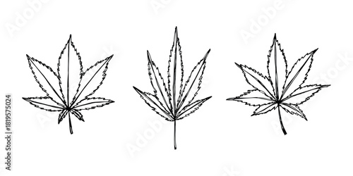 Set of hand drawn cannabis leaf Medicine marijuana Hemp leaves clipart in doodle style Single element for print, web, design, decor