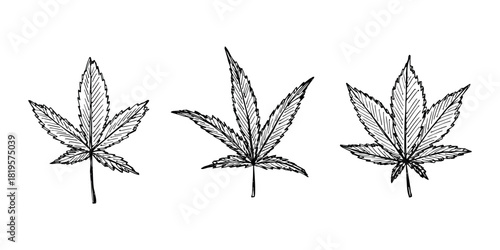 Set of hand drawn cannabis leaf Medicine marijuana Hemp leaves clipart in doodle style Single element for print, web, design, decor