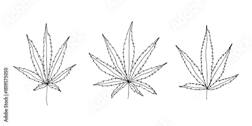 Set of hand drawn cannabis leaf Medicine marijuana Hemp leaves clipart in doodle style Single element for print, web, design, decor