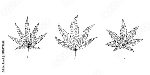 Set of hand drawn cannabis leaf Medicine marijuana Hemp leaves clipart in doodle style Single element for print, web, design, decor