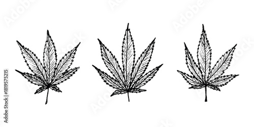 Set of hand drawn cannabis leaf Medicine marijuana Hemp leaves clipart in doodle style Single element for print, web, design, decor