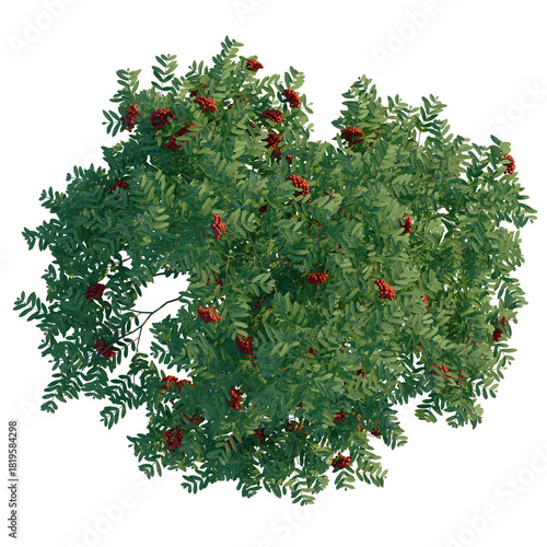 Tableau sur toile Sorbus aucuparia tree plan, top view, cutout 4k, transparent background, Stunnin