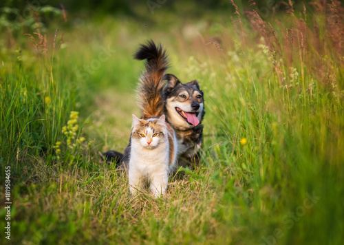 two cute furry friends a cat and a dog sitting next to each other on a summer sunny meadow on green grass