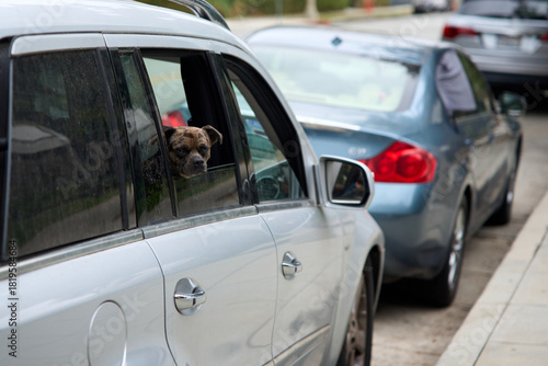 Fototapeta Naklejka Na Ścianę i Meble -  A small dog looks out of the rear window of a parked white car, watching the street while other cars line the curb.