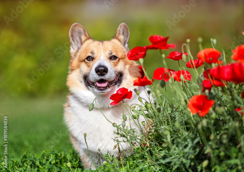cute corgi dog standing on a summer meadow among red poppy flowers