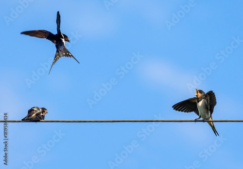 A baby barn swallow sitting on wires waiting for its parents