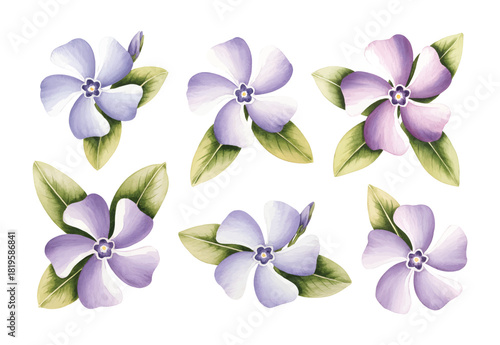Watercolor periwinkle flowers painted in soft lilac blue tones.
