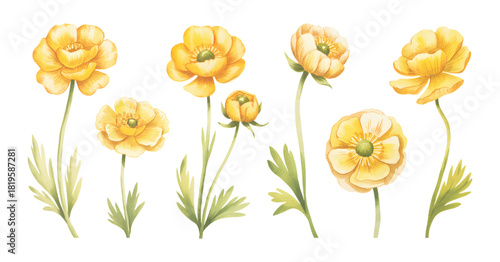 
Botanical yellow buttercup blooms watercolor illustration on isolate white background.
