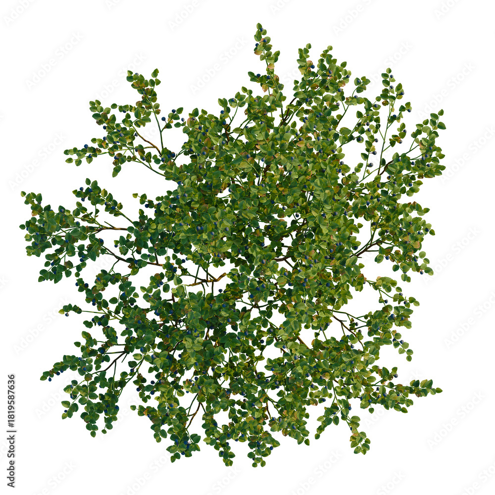 Naklejka premium Vaccinium myrtillus tree plan, top view, cutout 4k, transparent background, Lush blueberry bush brimming with berries, ideal for garden designs plans