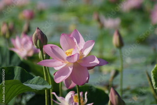 pink lotus flower