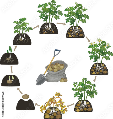 Life cycle of potato plant development from planting the tuber and sprouting to harvesting. Growth stages (phenophases) of potato plant isolated on white background