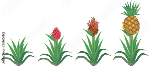 Pineapple plant (Ananas comosus) growth stages from young plant to mature fruiting plant with ripe pineapple fruit. Pineapple life cycle isolated on white background	