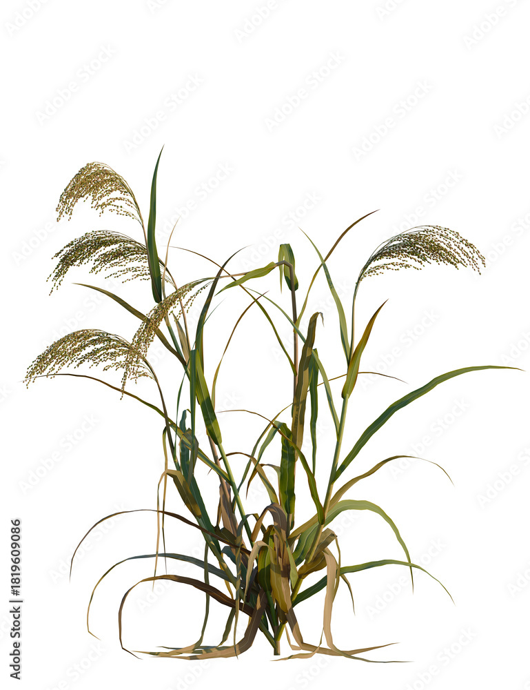 Obraz premium Panicum miliaceum tree 8k, front view, cutout, transparent background, isolate, Green grass stalks waving in the breeze, adding a natural touch to designs