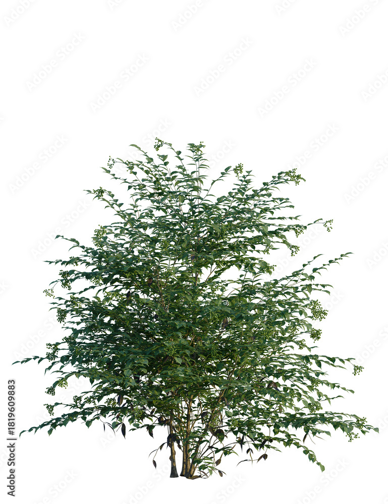 Naklejka premium Sambucus nigra tree 8k, front view, cutout, transparent background, isolate, Lush green bush with small berries, ideal for garden designs and landscapes