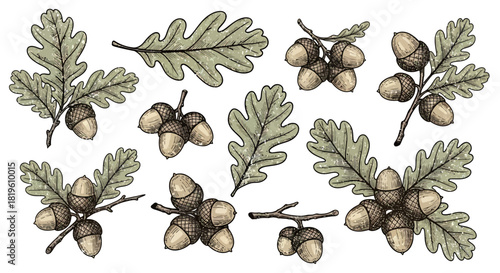 Acorns and oak leaves illustrated in vintage botanical style  