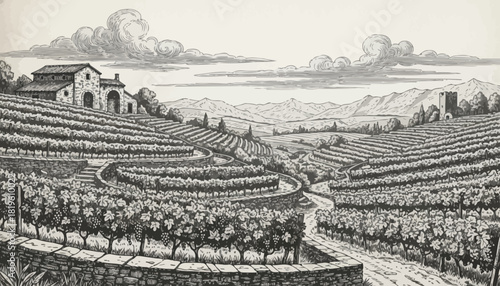 Vineyard landscape with rolling hills and clouds at sunset  