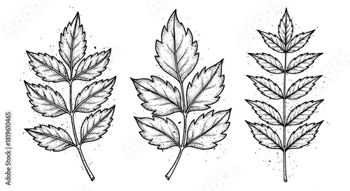 Black and white illustrations of different leaf designs  