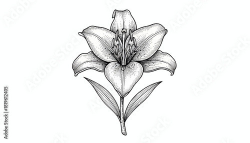 Hand-drawn lily flower illustration with detailed lines and leaves  