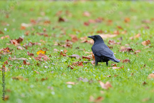 Corneja negra (Corvus corone) en un prado verde con hojas otoñales