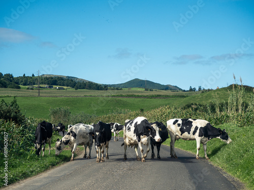 Dairy cows crossing a rural road in São Miguel, Azores