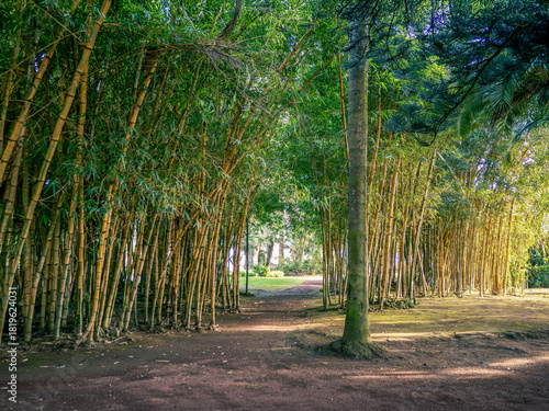 Bamboo path in Parque António Borges, Ponta Delgada, Azores (partially retouched)
