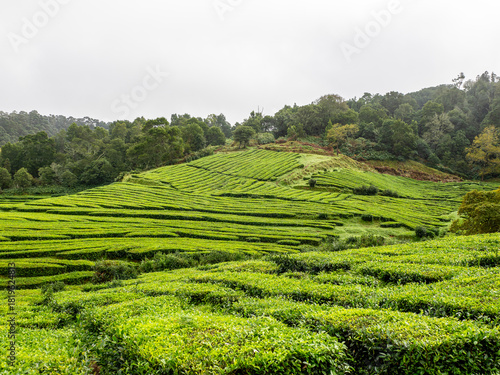 Green tea fields of Gorreana plantation on São Miguel island, Azores