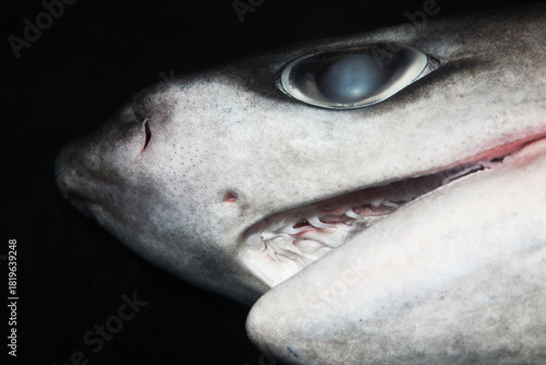 Sharpnose Sevengill Shark (Heptranchias perlo)