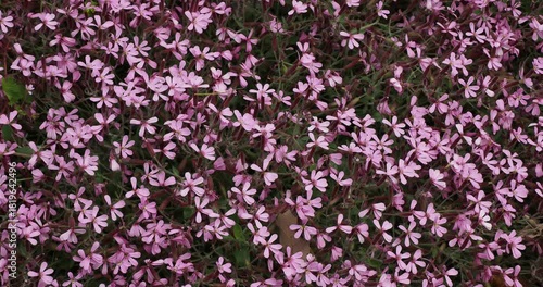 Saponaria Ocymoides |  Rock soapwort mat-forming flowers of bright pink petals and blue anthers atop woody branched reddish stems bearing small lanceolate hairy olive-green, leaves 

