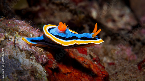 Vivid blue and yellow Anna's chromodoris nudibranch on Indonesian reef