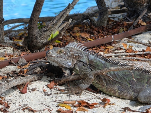iguana on the beach