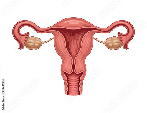 Female Reproductive System Anatomy Internal Organ Structure Uterus Ovaries and Fallopian Tubes Medical Illustration Isolated on White Background Vector Artwork
