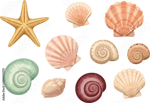 Sea shell and starfish cartoon vector set, marine icons, beach elements, spiral and scallop shapes, flat illustration