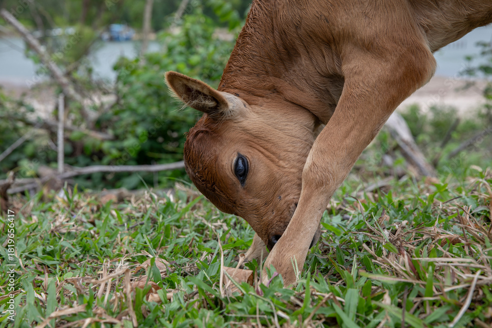Fototapeta premium high humped cattle- Bos taurus