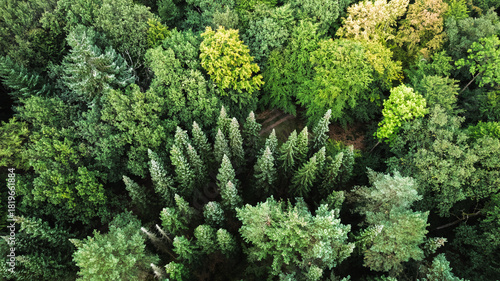 Bild auf Leinwand Aerial view of a dense mixed forest with a variety of tree species in different shades of green