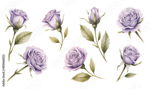 Romantic purple roses illustrated in watercolor. Lavender roses with botanical watercolor style.