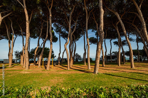 Pineto pine forest framing the Adriatic Sea coastline in Pineto, Abruzzo, Italy, with green grass and tree shadows