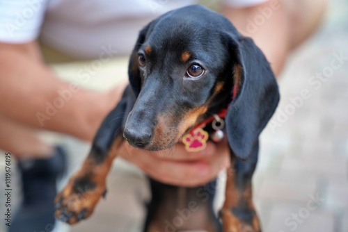 little black cute dog