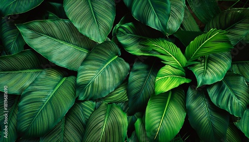 Wallpaper Mural Background Of Tropical Green Leaves Abstract Nature Background Tropical Nature Concept Torontodigital.ca