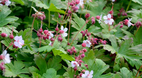 Geranium flower close-up – cranesbill in the garden