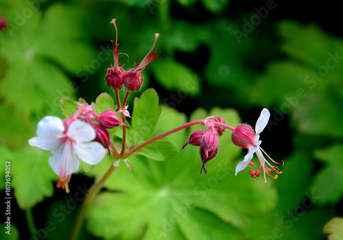 Geranium flower close-up – cranesbill in the garden