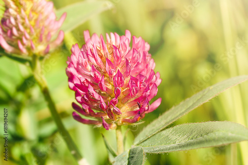 Pink clover in focus, green leaves, blurred sunny background, summer landscape.