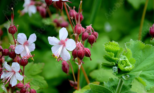 Geranium flower close-up – cranesbill in the garden