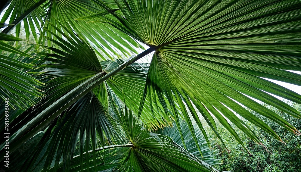 Fototapeta premium tropical palm leaves swaying in the breeze