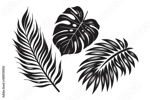 Three beautiful exotic black leaves are displayed against a bright white background