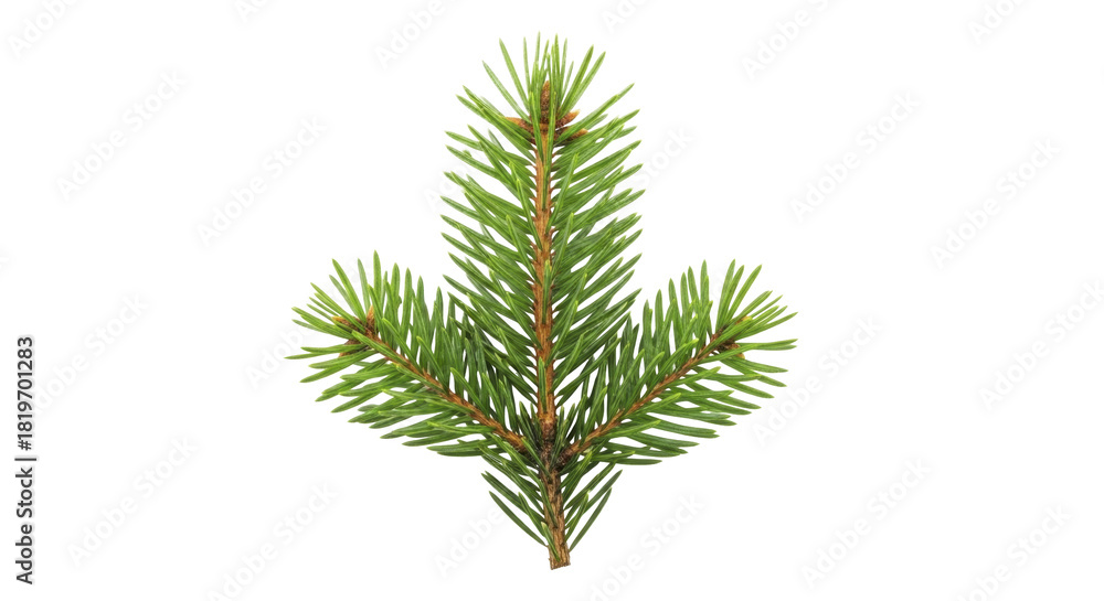 Naklejka premium Fresh Green Christmas Tree Branch on a Transparent Background PNG Image